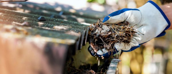 Pine Needle Gutter Cleaning in Aurora